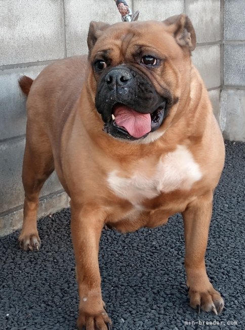 オールドブルドッグの雌｜福田　貴哉(ふくだ　よしや)ブリーダー(埼玉県・ubbr.co.uk/UBBR登録)の紹介写真8