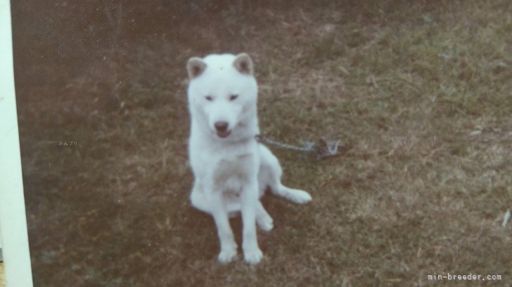 福田貴哉ブリーダーのブログ：北海道犬