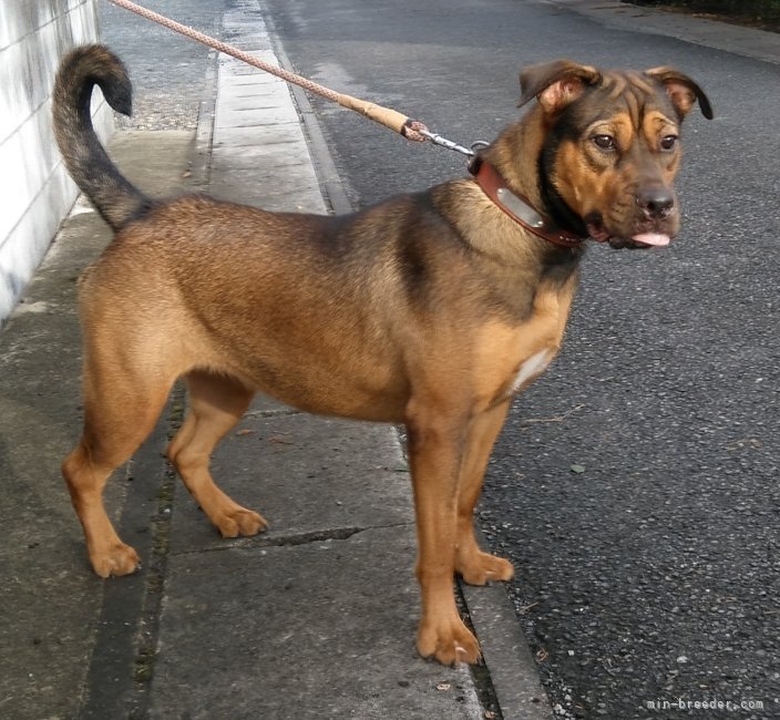 福田貴哉ブリーダーのブログ：自家系犬（♀）