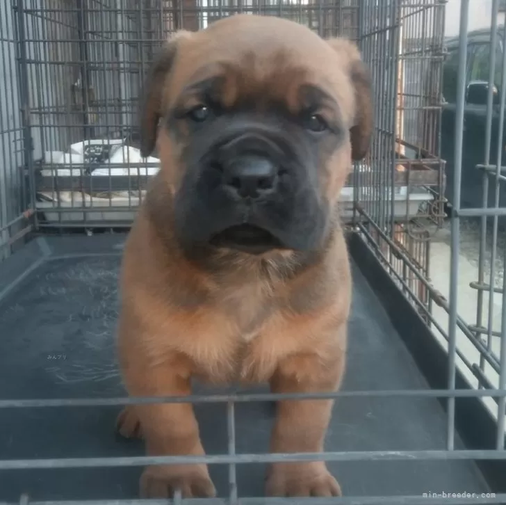 ID:2411-00795の子犬