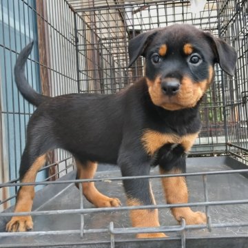 ミックス(ロットワイラー×ミックス)【埼玉県・女の子・2025年6月17日・ブラックタン】の写真「ロットワイラー×ロットワイラー×オールドブルドッグ」