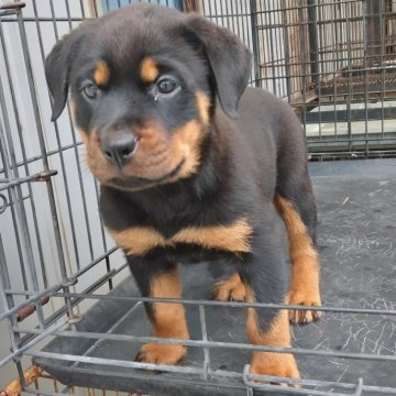 ミックス(ロットワイラー×ミックス)【埼玉県・女の子・2025年6月17日・ブラックタン】の写真「ロットワイラー75% オールドブルドッグ25%」