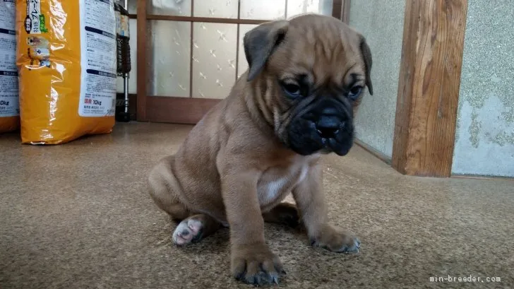 シェルビー 様のお迎えした子犬