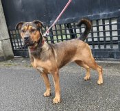 ロットワイラー×オールディブルドッグ【・女の子・2023年10月7日・赤系】