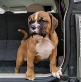 オールドイングリッシュブルドッグ【埼玉県・女の子・2022年4月4日・レッド&ホワイト】の写真3「6月5日撮影」