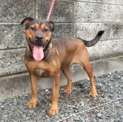 ロットワイラー×オールディブルドッグ【・女の子・2023年10月7日・赤系】