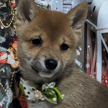 柴犬(豆柴)【岡山県・男の子・2023年9月16日・赤】の写真「25センチのお母さん犬です。
おとなしいです🥰」