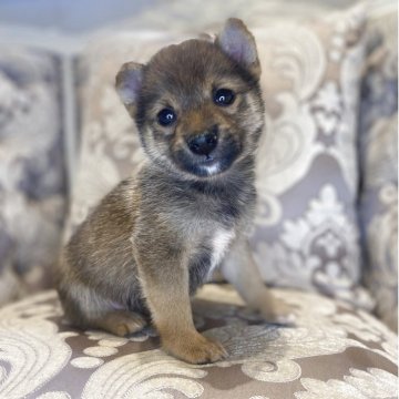 豆柴【福岡県・男の子・2025年9月5日・赤】の写真「お顔可愛い小さい男の子✨」