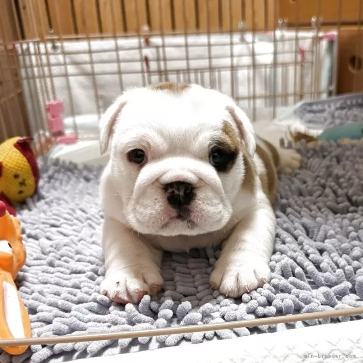 ブルドッグ【岡山県・女の子・2025年10月20日・レッド&amp;ホワイト】の写真1