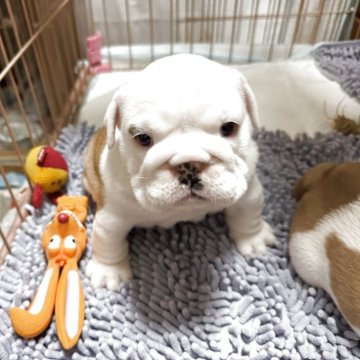 ブルドッグ【岡山県・女の子・2025年10月20日・レッド&ホワイト】の写真「優良血統の食欲旺盛おっとりな女の子」