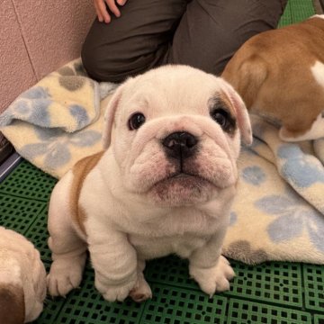 ブルドッグ【岡山県・女の子・2025年10月20日・ホワイト&レッド】の写真「優良血統のかわいい女の子」