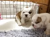 ブルドッグ【岡山県・女の子・2025年10月20日・レッド&ホワイト】の写真7