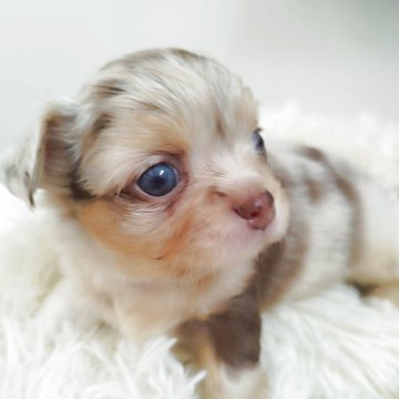 チワワ(ロング)【長崎県・男の子・2025年11月1日・チョコマール】の写真「チョコマールの男の子（アップルヘッド・丸顔）」