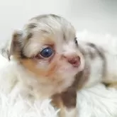 チワワ(ロング)