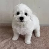 ビションフリーゼ