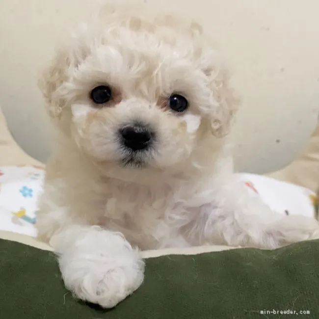 ID：2104-02760の子犬