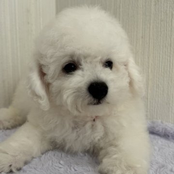 ビションフリーゼ【北海道・女の子・2024年5月29日・ホワイト】の写真「元気いっぱいの男の子です♪」