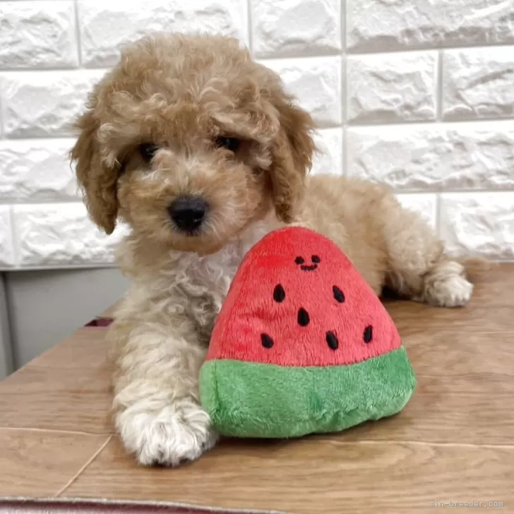 ID:2506-06870の子犬