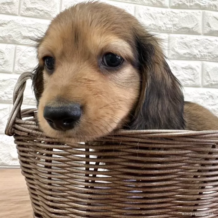 ID:2507-04006の子犬
