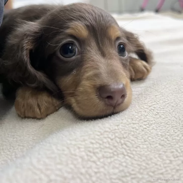 A.T 様のお迎えした子犬