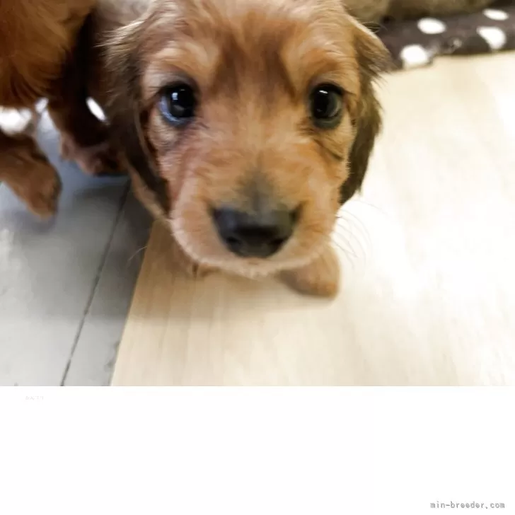 ID:2503-06984の子犬