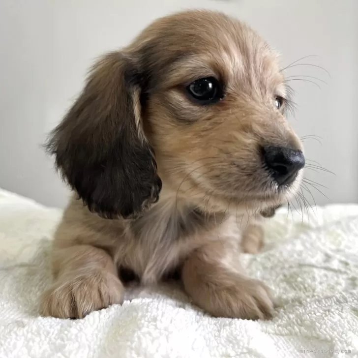 K.H 様のお迎えした子犬