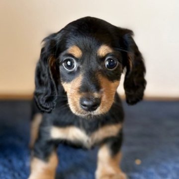 ミニチュアダックスフンド(ロング)【千葉県・女の子・2025年5月24日・ブラックタン】の写真「綺麗なお顔の女の子❤️」