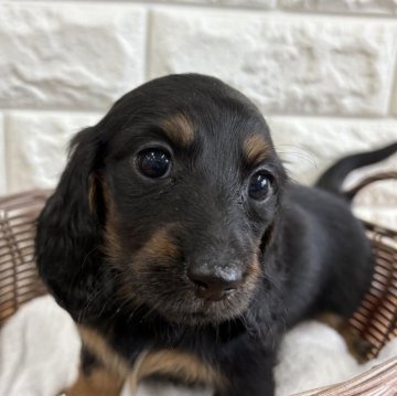 ミニチュアダックスフンド(ロング)【千葉県・女の子・2025年9月2日・ブラックタン】の写真「まろ眉が小さい可愛い女の子🩷」