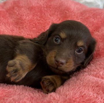 ミニチュアダックスフンド(ロング)【千葉県・男の子・2025年10月5日・チョコレートタン】の写真「ふわふわでおっとりさん♡」