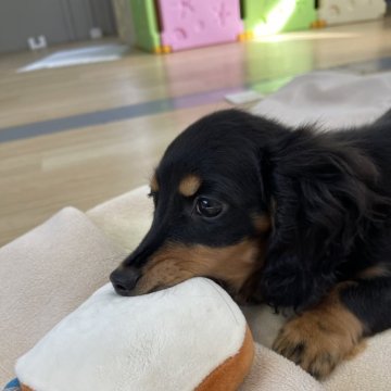 ミニチュアダックスフンド(ロング)【千葉県・女の子・2024年8月29日・ブラックアンドタン】の写真「美人さんです✨」