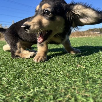 ミニチュアダックスフンド(ロング)【千葉県・男の子・2024年8月29日・ブラックイエロー】の写真「イケメンくん⭐️です」