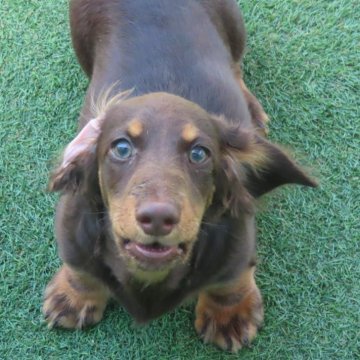 ミニチュアダックスフンド(ロング)【千葉県・男の子・2025年6月4日・チョコタン】の写真「骨格、色素バッチリなイケメンくん🩵」