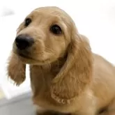 ミニチュアダックスフンド(ロング)【千葉県・男の子・2025年9月2日・イエロー】の写真2