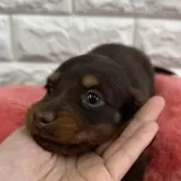 ミニチュアダックスフンド(ロング)【千葉県・男の子・2025年10月5日・チョコレートタン】の写真3