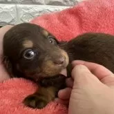 ミニチュアダックスフンド(ロング)【千葉県・男の子・2025年10月5日・チョコレートタン】の写真4