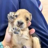 ミニチュアダックスフンド(ロング)【千葉県・男の子・2025年11月26日・シェーデッドイエロー】の写真5