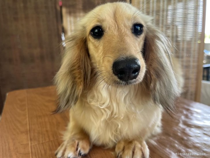 ミニチュアダックスフンド(ロング)【・女の子・2023年4月14日・シェーデッドイエロー】