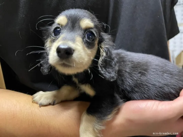 ID：2205-00392の子犬