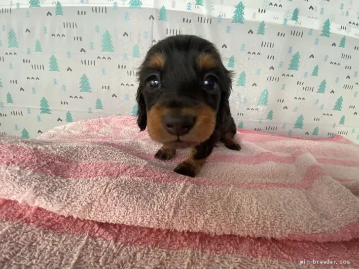 たろ 様のお迎えした子犬