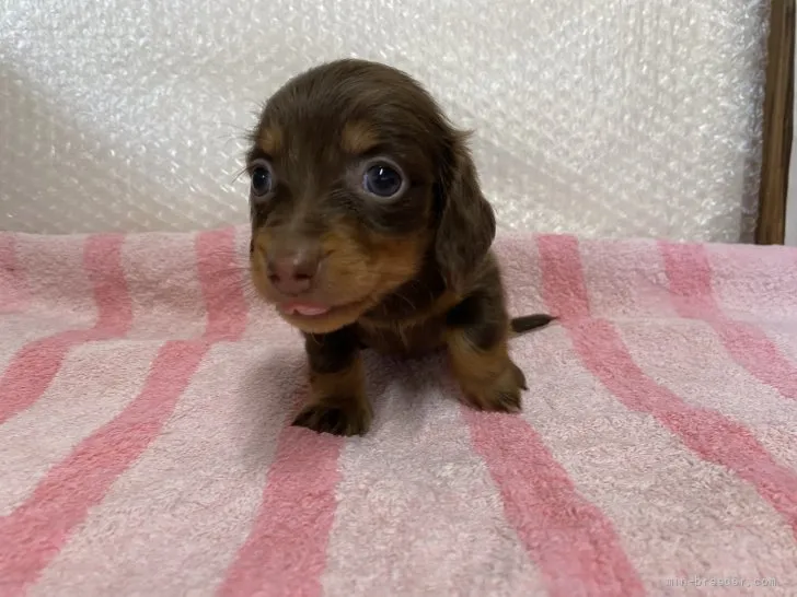 ID:2109-03175の子犬