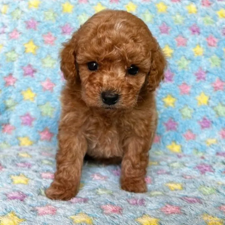 ID：2305-01003の子犬