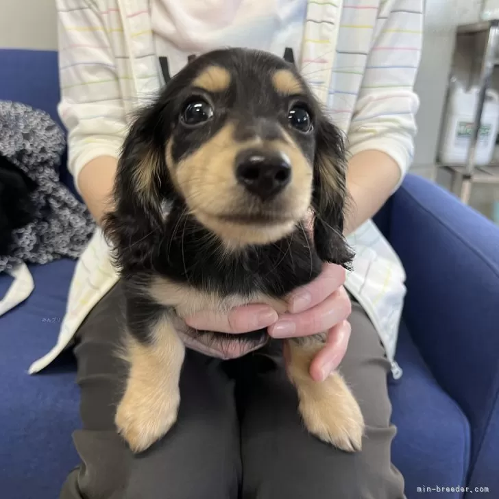 ミニチュアダックスフンド(ロング)【千葉県・男の子・2024年4月13日・ブラックイエロー】の写真1