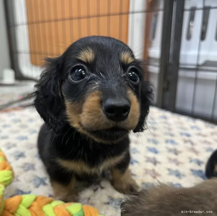 ID：2410-04419の子犬