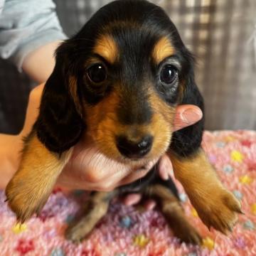 ミニチュアダックスフンド(ロング)【千葉県・女の子・2022年10月1日・ブラックタン】の写真「PRAクリア！」