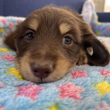 ミニチュアダックスフンド(ロング)【千葉県・男の子・2024年6月24日・チョコレートアンドタン】の写真「性格よし体格よし💓」