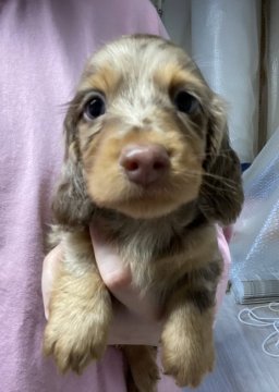 ミニチュアダックスフンド(ロング)【千葉県・男の子・2021年8月22日・チョコダップル】の写真「PRA発症なし✨大きめのがっちり体型！」