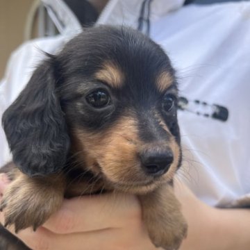 ミニチュアダックスフンド(ロング)【千葉県・女の子・2023年7月21日・ブラックタン】の写真「すごく可愛い顔立ちです」