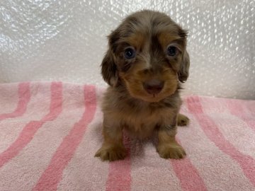 ミニチュアダックスフンド(ロング)【千葉県・男の子・2021年8月22日・チョコダップル】の写真「PRA発症なし✨元気な男の子🐶」