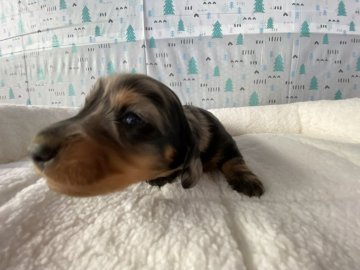 ミニチュアダックスフンド(ロング)【千葉県・男の子・2021年1月17日・シルバーダップル】の写真「綺麗なダップルカラー💓PRA安心✨」