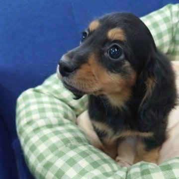 ミニチュアダックスフンド(ロング)【千葉県・男の子・2023年8月30日・ブラックタン】の写真「くりくりおめめのイケメンくん✨」